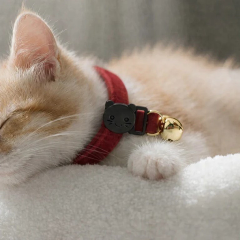 image 2 Sleeping ginger kitten wearing red collar with bell