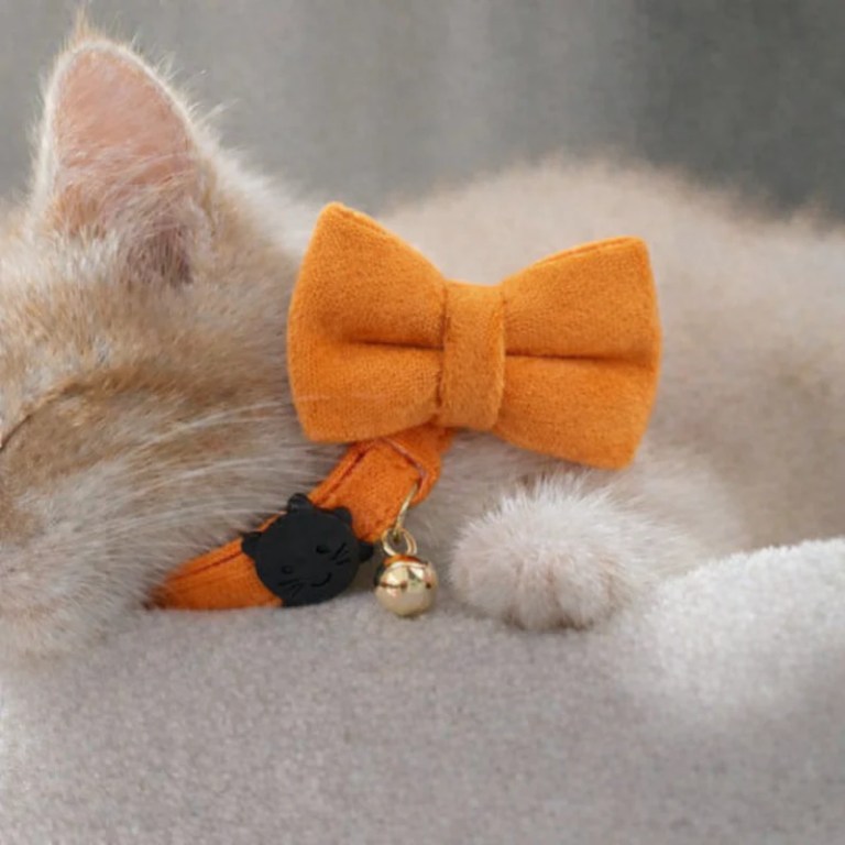 image 2 Cat wearing orange bow tie collar with bell