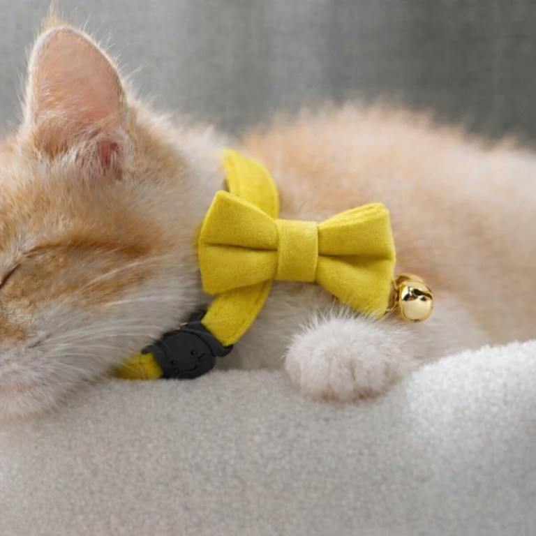 image 2 Sleeping ginger kitten wearing yellow bow collar