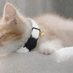 image 2 Sleeping ginger kitten wearing white collar with bell