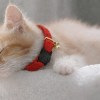 image 2 Sleeping kitten wearing red collar with bell
