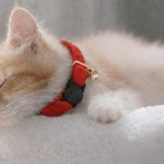 Sleeping kitten wearing red collar with bell