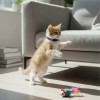 image 2 Ginger kitten reaching up beside sofa