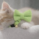 image 2 Kitten wearing green bow tie collar