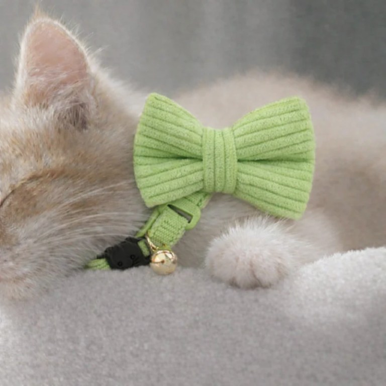 image 2 Kitten wearing green bow tie collar
