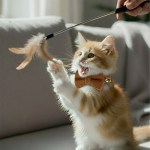 Ginger kitten playing with feather toy indoors