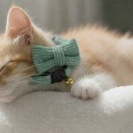 Ginger kitten wearing green bow tie collar