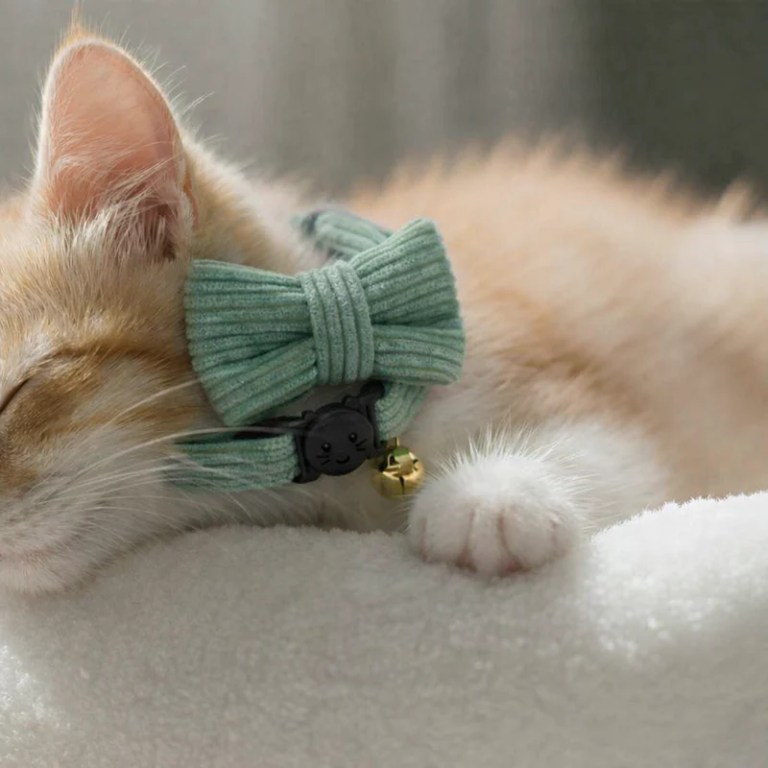 Ginger kitten wearing green bow tie collar