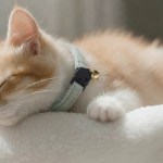 image 2 Sleeping ginger kitten with collar and bell