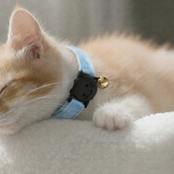image 2 Sleeping kitten wearing blue collar with bell