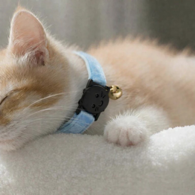 image 2 Sleeping kitten wearing blue collar with bell