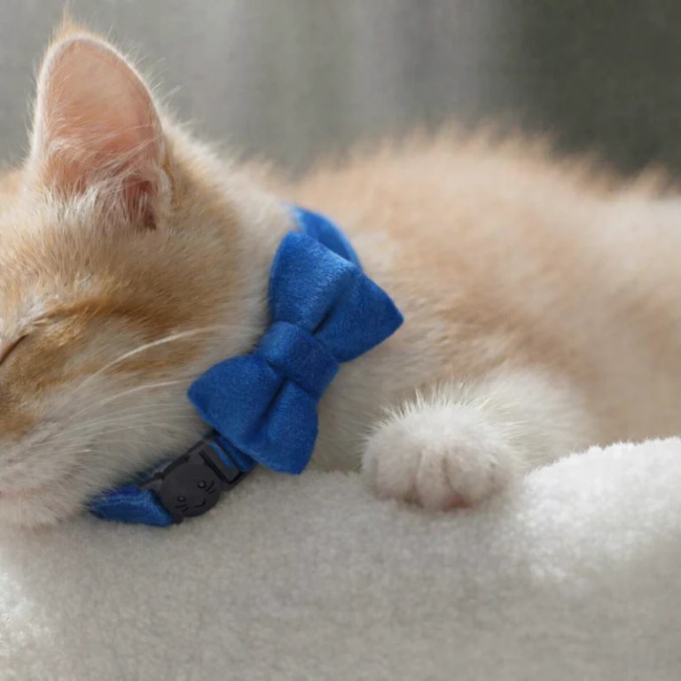 image 2 Sleeping ginger kitten wearing blue bow tie