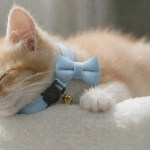image 2 Sleeping ginger kitten wearing blue bow tie collar