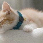 image 2 Sleeping kitten wearing teal collar with bell