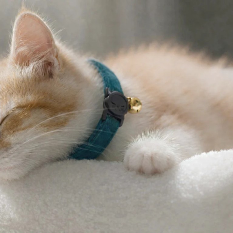 image 2 Sleeping kitten wearing teal collar with bell