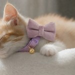 Ginger cat wearing purple bow collar resting