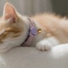 image 2 Sleeping ginger kitten wearing purple collar