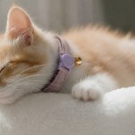 Sleeping ginger kitten wearing purple collar