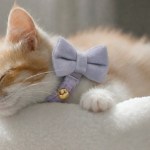 Sleeping kitten wearing lavender bow collar with bell