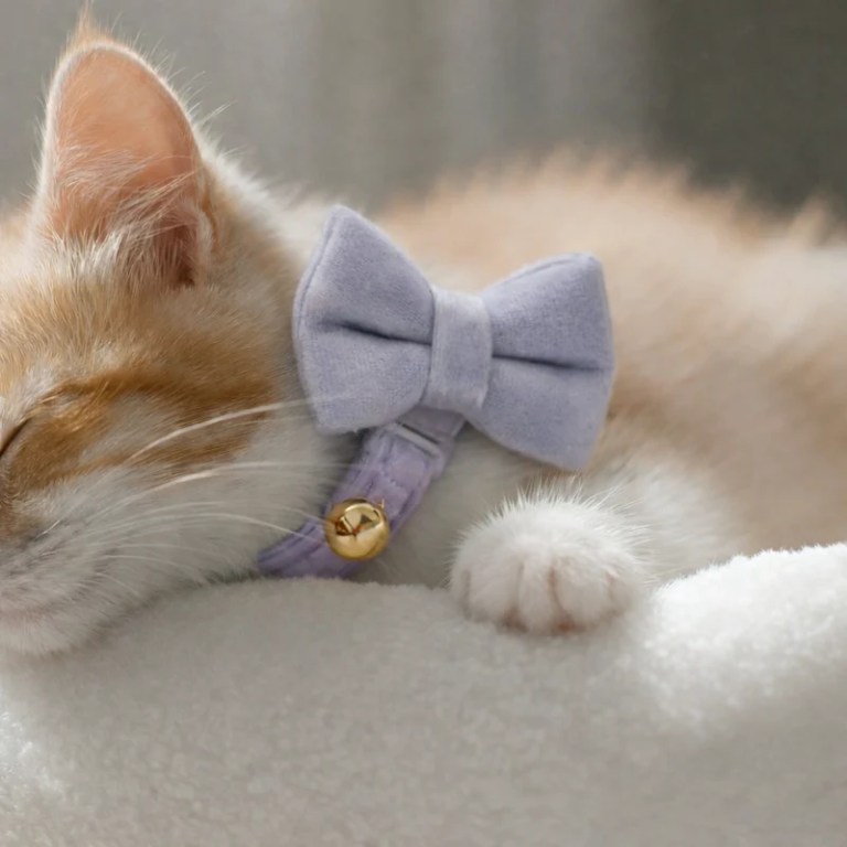 Sleeping kitten wearing lavender bow collar with bell