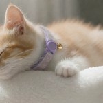 Sleeping ginger kitten with purple collar and bell