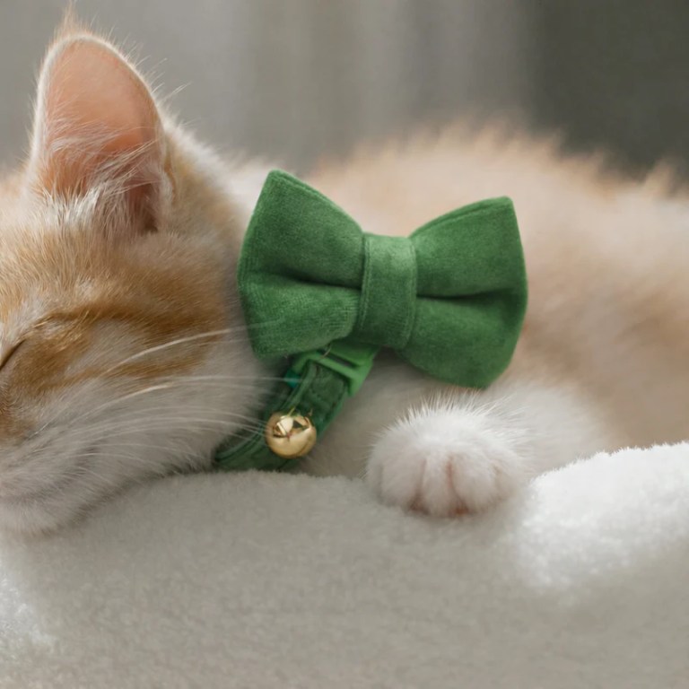 Sleeping ginger cat wearing green bow tie