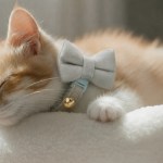 image 2 Sleeping ginger kitten wearing bow tie collar