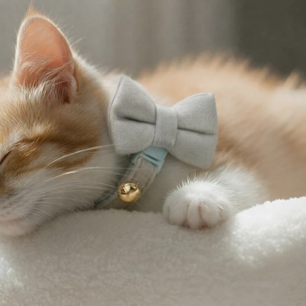 Sleeping ginger kitten wearing bow tie collar