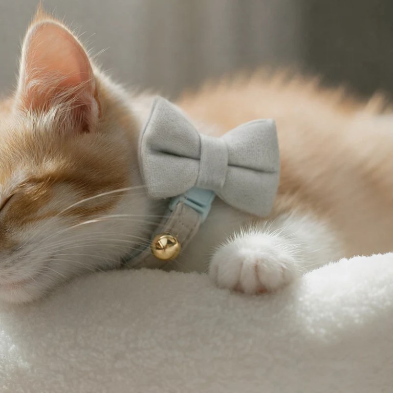 image 2 Sleeping ginger kitten wearing bow tie collar
