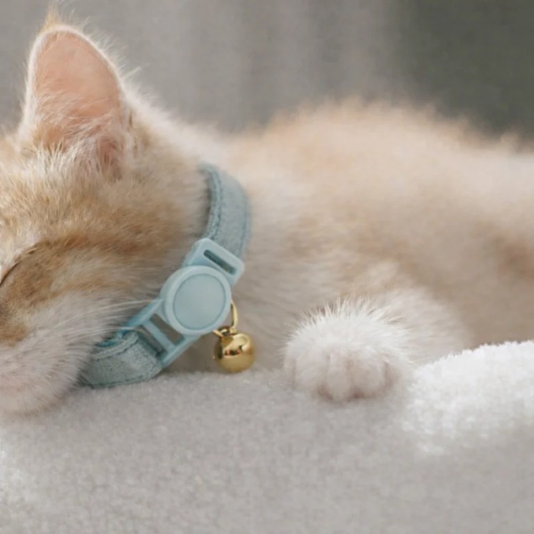 image 2 Sleeping ginger kitten wearing blue collar with bell