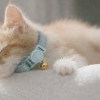 image 2 Sleeping ginger kitten wearing blue collar with bell