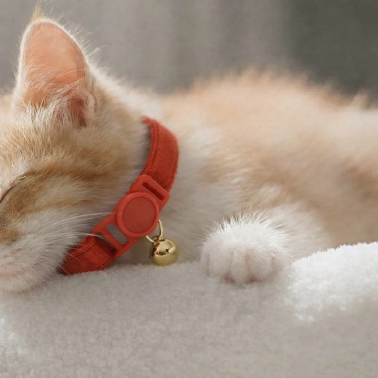 Sleeping ginger kitten wearing red collar with bell