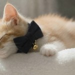 image 2 Sleeping ginger kitten wearing black bow tie