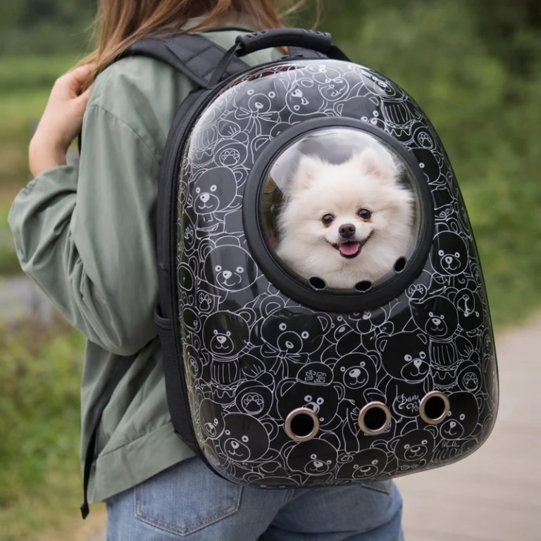 Small white dog in bubble backpack carrier