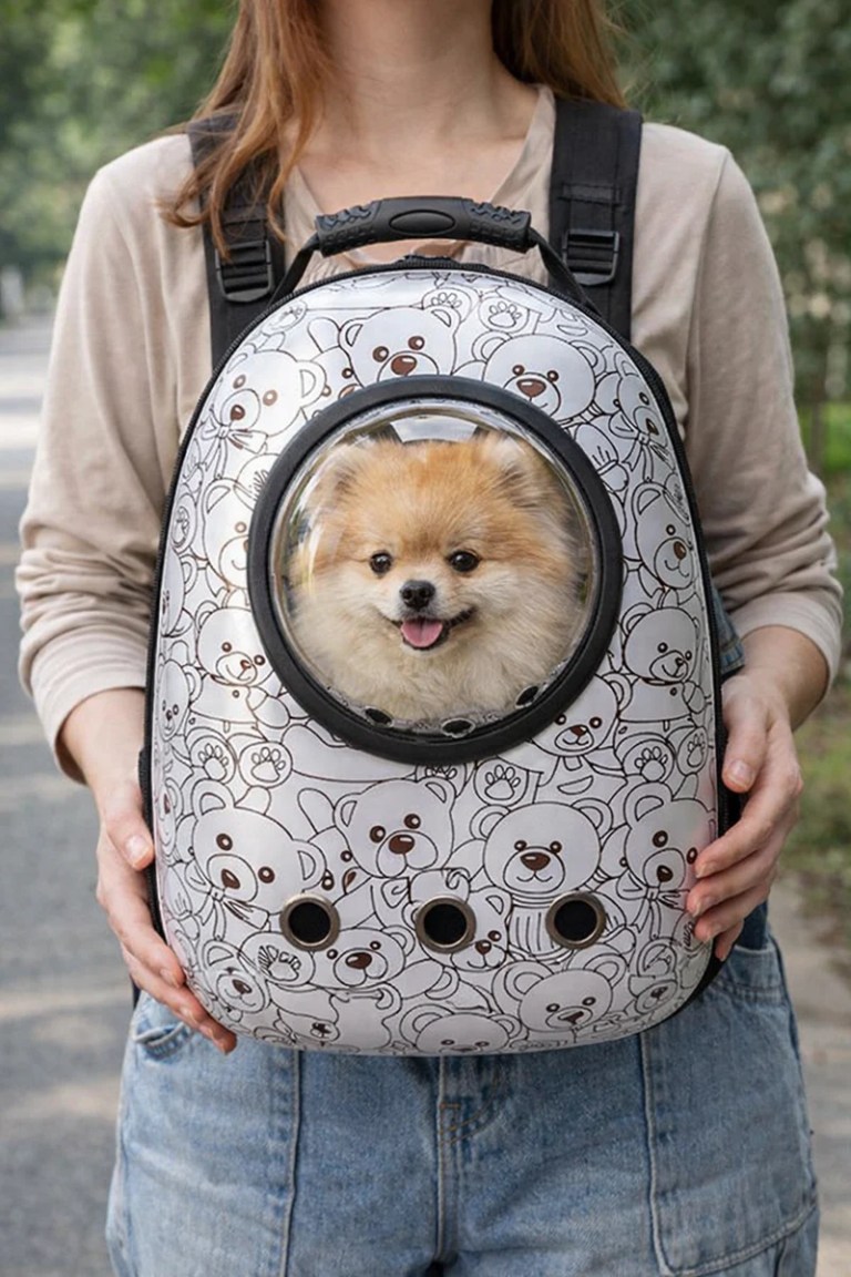 Small dog in bubble window pet backpack