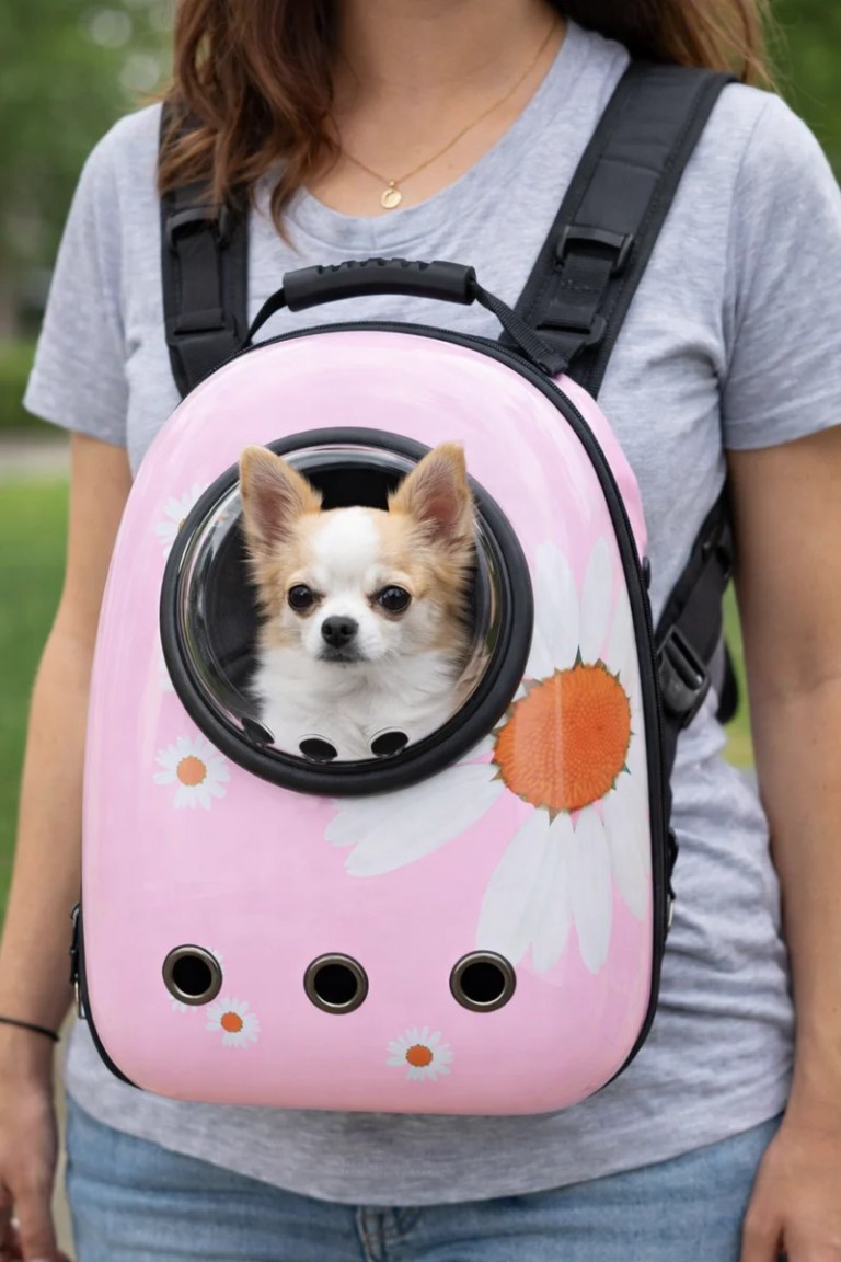 image 2 Chihuahua in pink pet backpack with bubble window