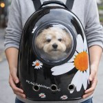 Small dog in bubble-front pet backpack carrier