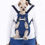 Small dog in front-facing pet carrier harness