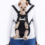 Small dog in front-facing pet carrier harness