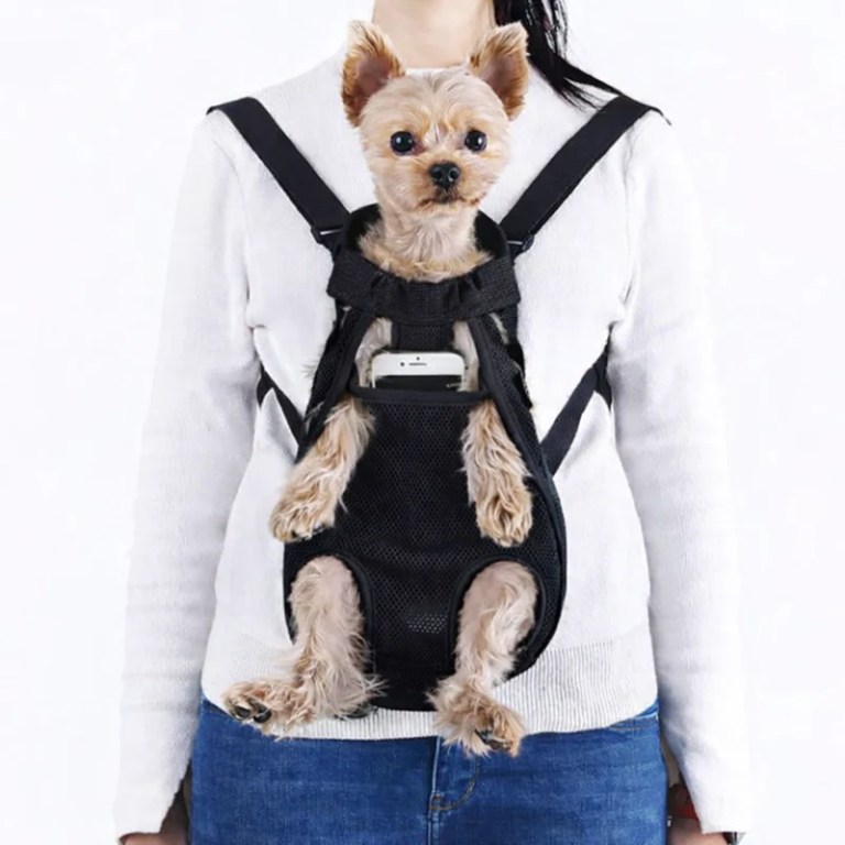 Small dog in front-facing pet carrier harness