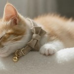 image 2 Sleeping ginger kitten wearing bow collar and bell