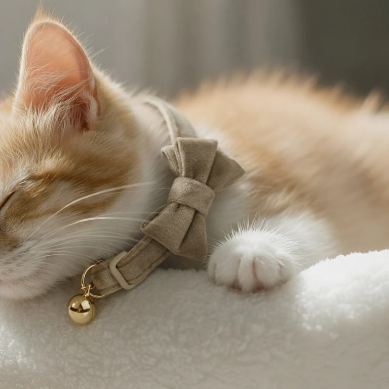 image 2 Sleeping ginger kitten wearing bow collar and bell