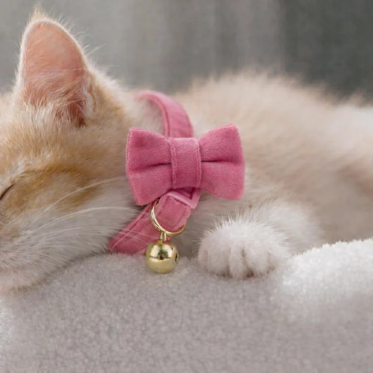 image 2 Sleeping kitten wearing pink bow collar with bell