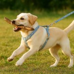 Labrador puppy carrying stick on leash outdoors