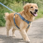 image 2 Golden Retriever wearing blue harness on leash outdoors