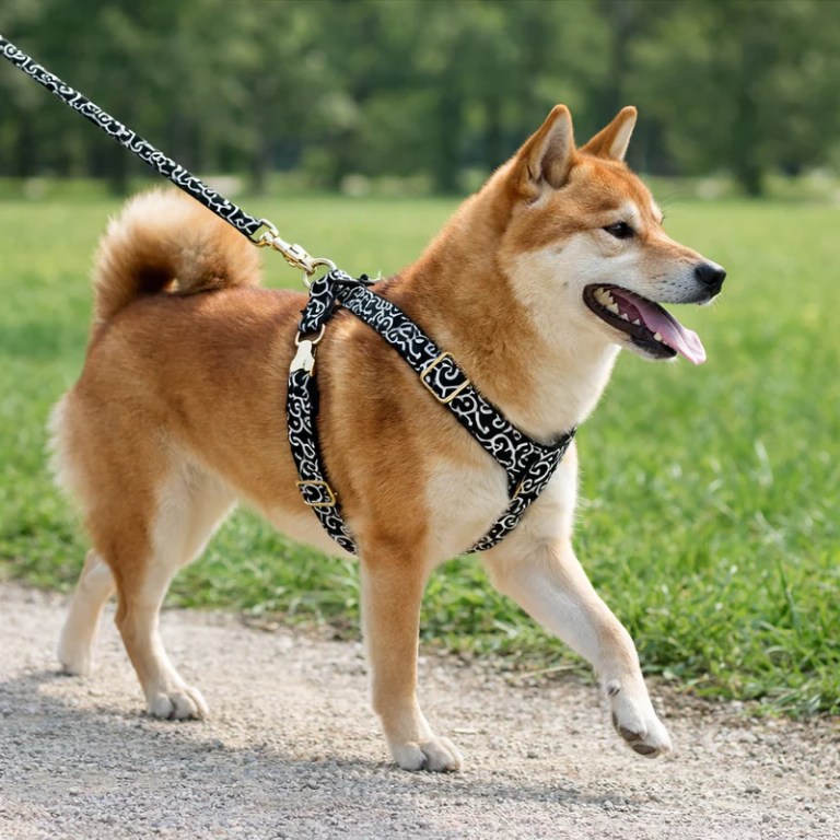Shiba Inu walking on leash in park