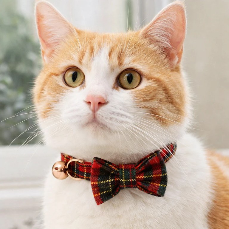 Orange and white cat wearing tartan bow tie