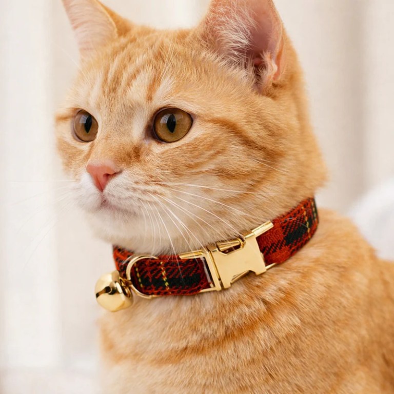 Ginger tabby cat wearing red tartan collar