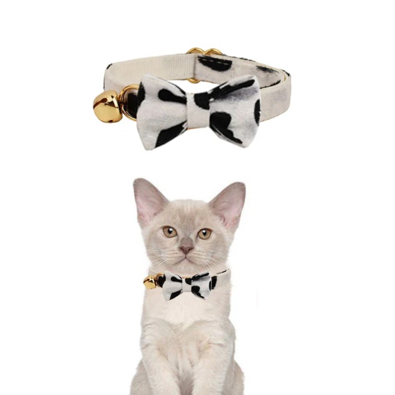 image 2 Cream kitten wearing spotted bow tie collar