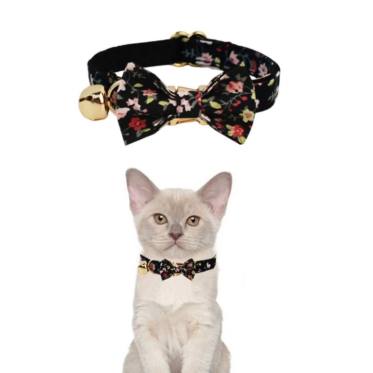 image 2 Cream cat wearing black floral bow collar